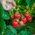 Fruits and Vegetable Plants